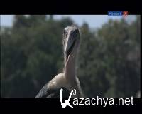   / The Storks of the Luangwa (2008) DVB