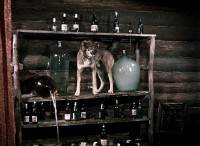 ����������� (1961) DVDRip