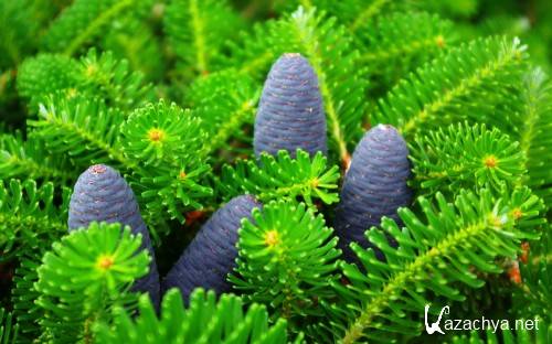 Computer Desktop Wallpapers Collection (294)