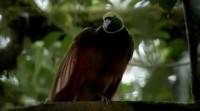  .   / Natural World. Birds of Paradise (2010) HDTVRip