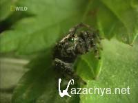 Пауки - Самураи / Samurai Spiders (2004) SATRip Пауки - Самураи / Samurai Spiders (2004) SATRip