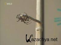 Пауки - Самураи / Samurai Spiders (2004) SATRip Пауки - Самураи / Samurai Spiders (2004) SATRip