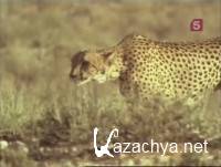  .    / Southern Africa. Deserts of the cheetah (2008) IPTVRip