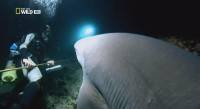  .    / Sixgill Shark. Into The Abyss (2010) HDTVRip