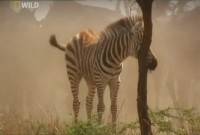  .     / Serengeti. Assault on the Megaherd (2008) SATRip