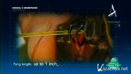   . -.   / Animal X (2005) SATRip