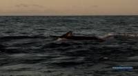 :    / Madagascar: Des Baleines Et Des Hommes (2009) SATRip