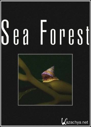   / Sea Forest (2005) HDTVRip