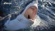 NG:    / World's Deadliest Sharks (2011/HDTVRip 720p)