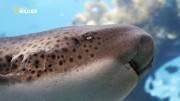 NG:    / World's Deadliest Sharks (2011/HDTVRip 720p)
