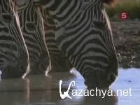 ������ ������ / Blackjack. High Stakes (1990) SATRip