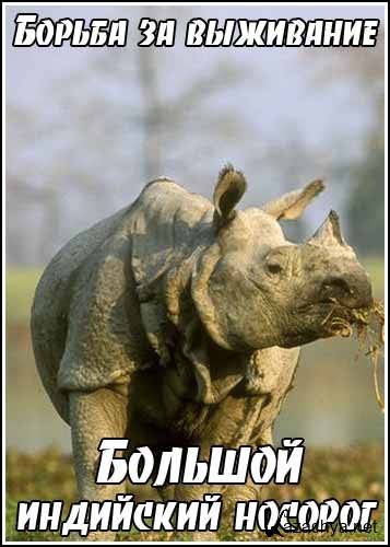    / Kingdoms of Survival. Great Indian Rhino (1998) SATRip