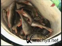 ������� �����: �����, ������ (2012)  SATRip