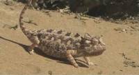     / Desert Survivors: Honey Badger and Namaqua Chameleon (2010) IPTVRip