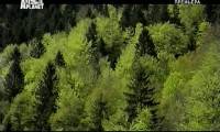  .    / Wild France. Forests in the Mist (2011) TVRip
