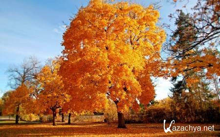 ������ ���������� ������� (����� 15)