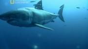   :  -    / Shark men. Beware (2012/IPTVRip)