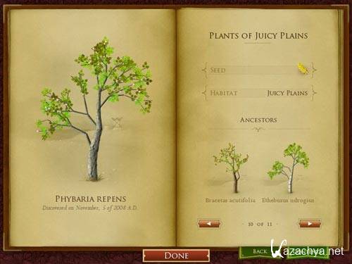 Мандрагора Мандрагора