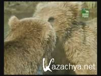 �����, ����� ������ / Killing for a Living (2007) TVRip