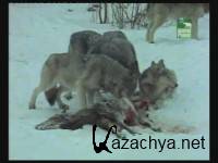 �����, ����� ������ / Killing for a Living (2007) TVRip