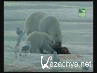 �����, ����� ������ / Killing for a Living (2007) TVRip