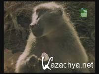 �����, ����� ������ / Killing for a Living (2007) TVRip