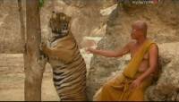    / The tiger and the monk (2007) SATRip