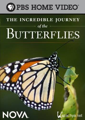   / The Incredible Journey of the Butterflies (2008) HDRip