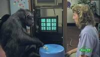  .   / Natural World. Chimp TV (2010) SATRip