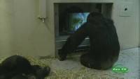  .   / Natural World. Chimp TV (2010) SATRip