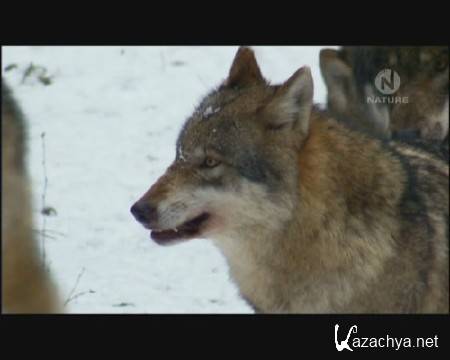  - / Wolves in Gran Paradiso (2010) IPTV