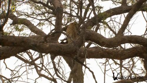 ������� ������: ��������� ������ / Africa's Deadliest: Killer Tactics (2011) HDTVRip