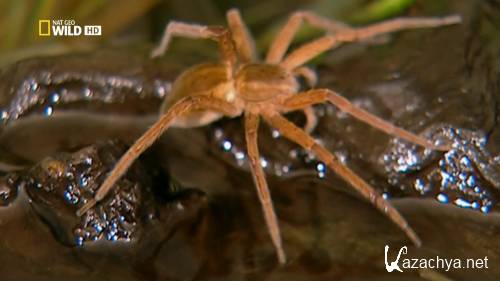 ������� ������: ��������� ������ / Africa's Deadliest: Killer Tactics (2011) HDTVRip