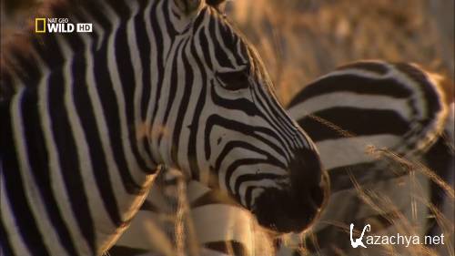 ������� ������: ��������� ������ / Africa's Deadliest: Killer Tactics (2011) HDTVRip