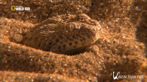 ������� ������: ��������� ������ / Africa's Deadliest: Killer Tactics (2011) HDTVRip