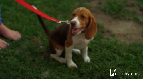    / Princess and the Pony (2011 / DVDRip)