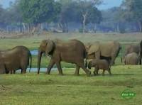    / Vanishing Pools of the Zambezi (2009) SATRip