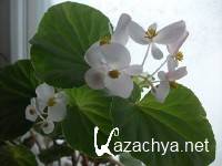 ���������� �������