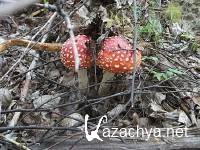 ���������� �������