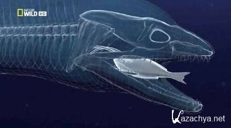 ������. ����� ������� / Moray Eels. Alien empire (2010) HDTVRip