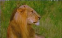  :   / The Tsavo lions: The Legendary man-eaters (2005) TVRip