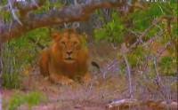  :   / The Tsavo lions: The Legendary man-eaters (2005) TVRip