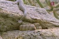 �������� ���� / Rattlesnake (1996) SATRip