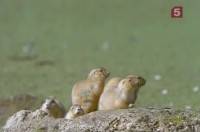 �������� ���� / Rattlesnake (1996) SATRip