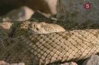 �������� ���� / Rattlesnake (1996) SATRip