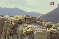 �������� ���� / Rattlesnake (1996) SATRip