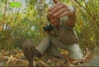 � ������� ����������� ����� / In Search of the King Cobra (2005) SATRip