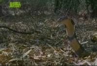 � ������� ����������� ����� / In Search of the King Cobra (2005) SATRip