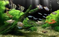 Dream Aquarium Screensaver 1.2415 [2011, RUS, ENG]