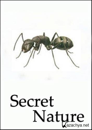  .   / Secret Nature. Planet of the Ants (2004) SATRip